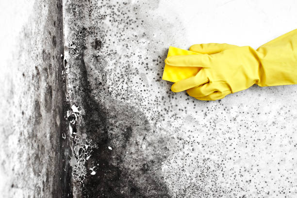 Best Real Estate Mold Inspection  in Memphis, MO